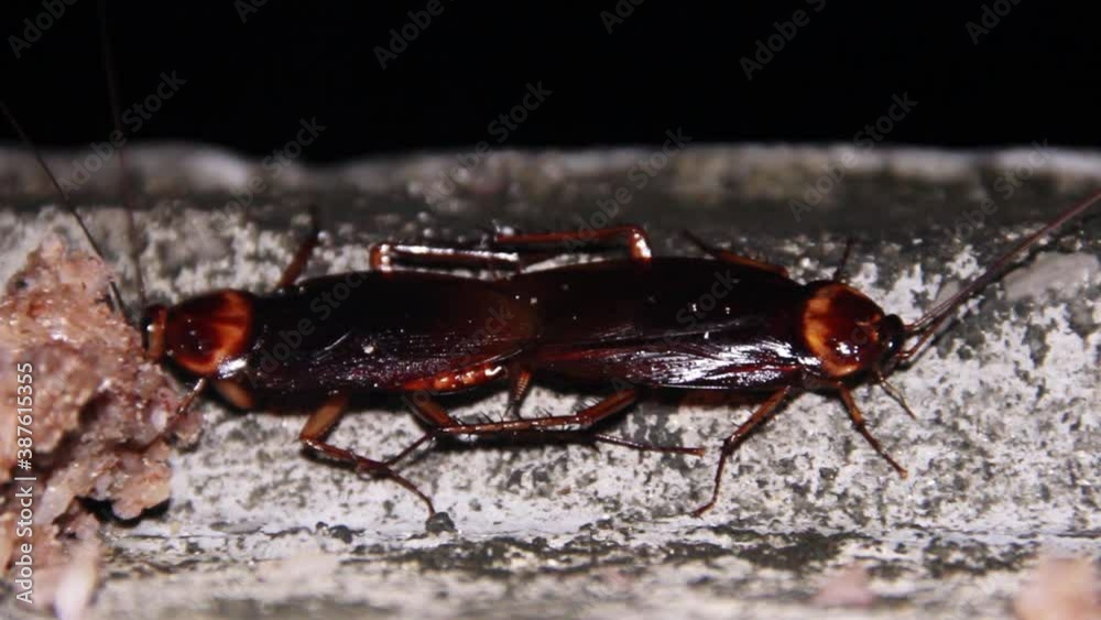 Instect Cockroach Huge tropical cockroaches at night mating, Possibly an invasive species ...