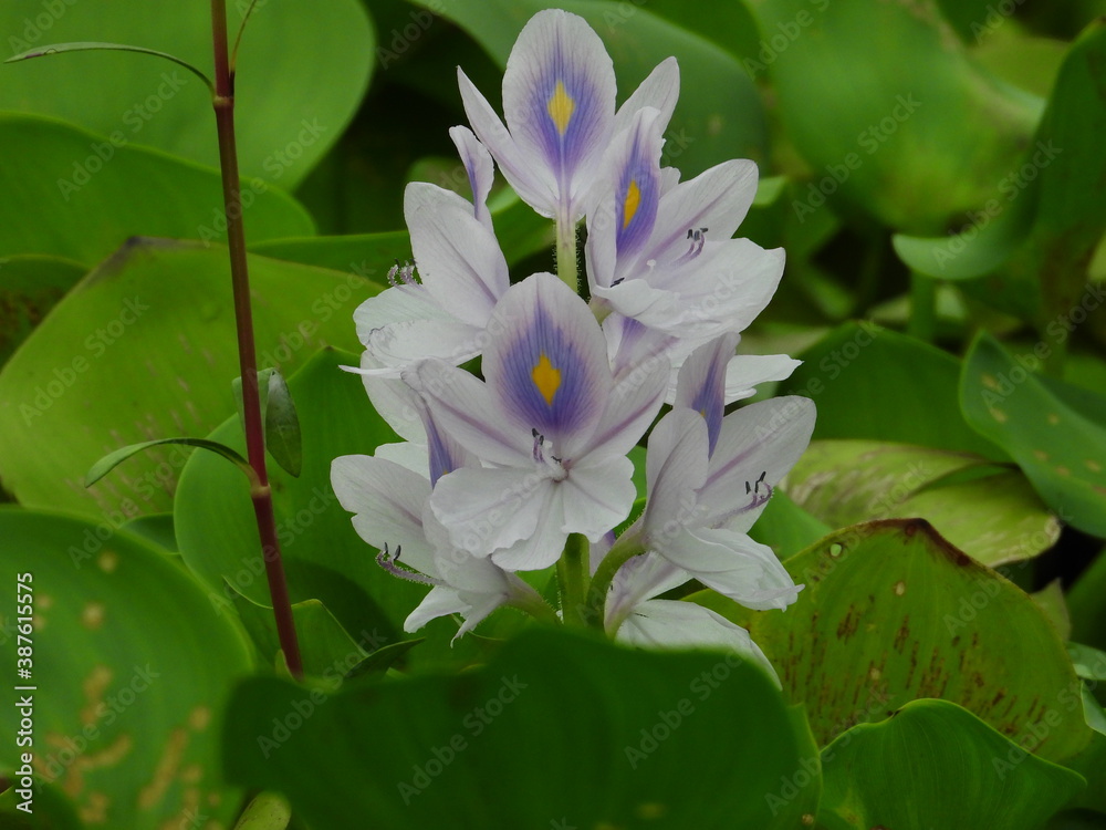 Obraz premium pink lotus flower