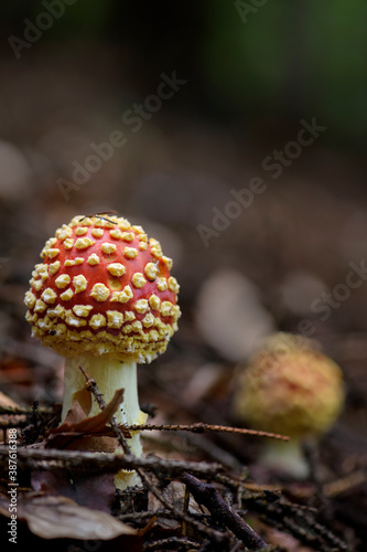Fly Agaric mushroom - Amanita muscaria, beautiful red poisonous mushroom from European forests, Zlin, Czech Republic.