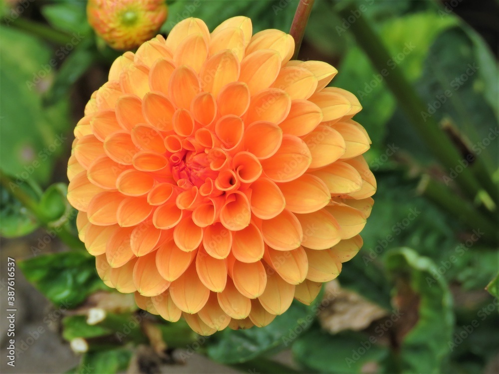 orange flower in the garden orange flower in the garden