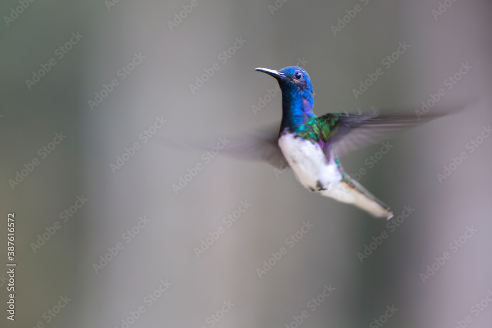 Fototapeta premium Neotropical hummingbirds with iridiscent color plumage