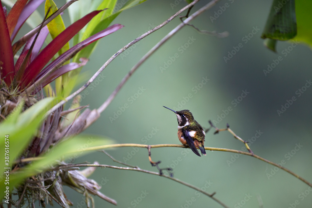 Fototapeta premium Neotropical hummingbirds with iridiscent color plumage