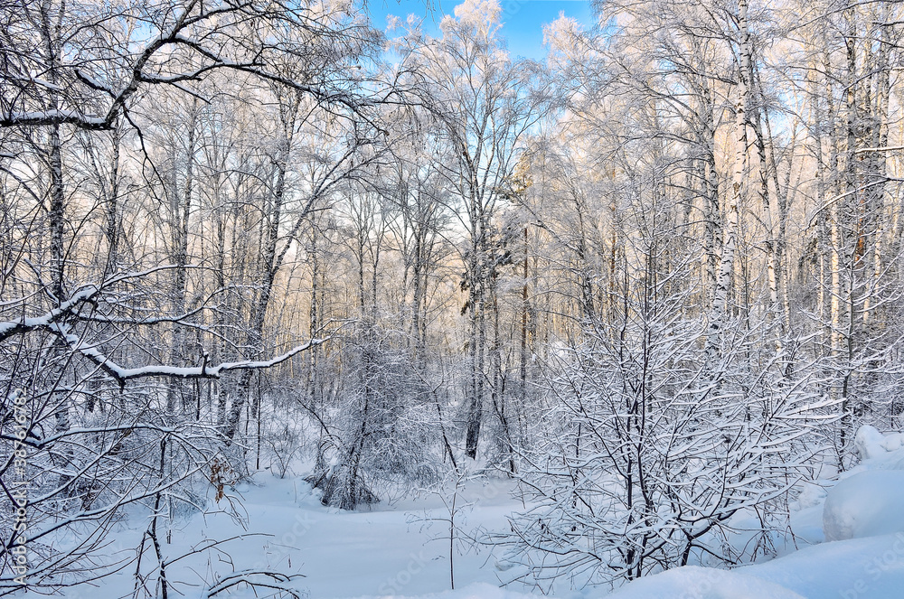 Frosty sunny winter morning in birch forest with hoarfrost covered Frosty sunny winter morning in birch forest with hoarfrost covered