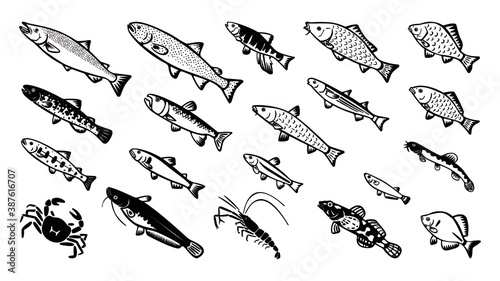 Japanese freshwater fish vector illust set