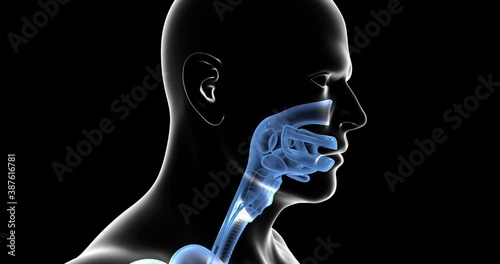 Human respiratory system highlighted blue color photo