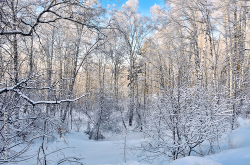 Frosty sunny winter morning in birch forest with hoarfrost covered