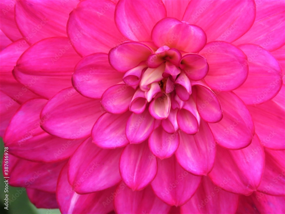 pink dahlia flower pink dahlia flower