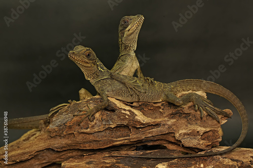 Two baby sail fin dragons  Hydrosaurus sp  are sunbathing on dry wood.