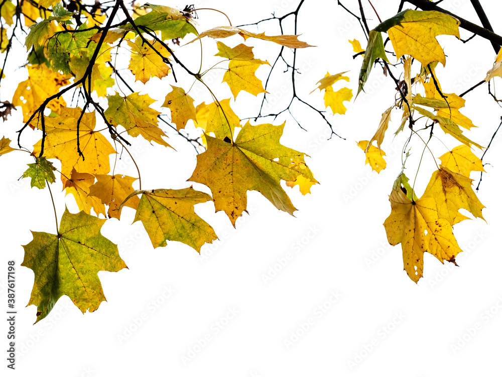 natural branch of maple tree with wet yellow and green leaves cut out on white background natural branch of maple tree with wet yellow and green leaves cut out on white background