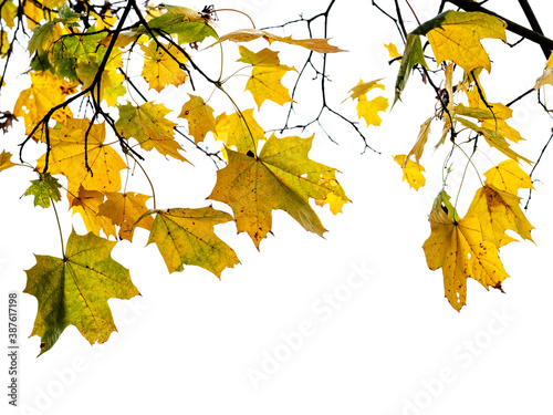 natural branch of maple tree with wet yellow and green leaves cut out on white background