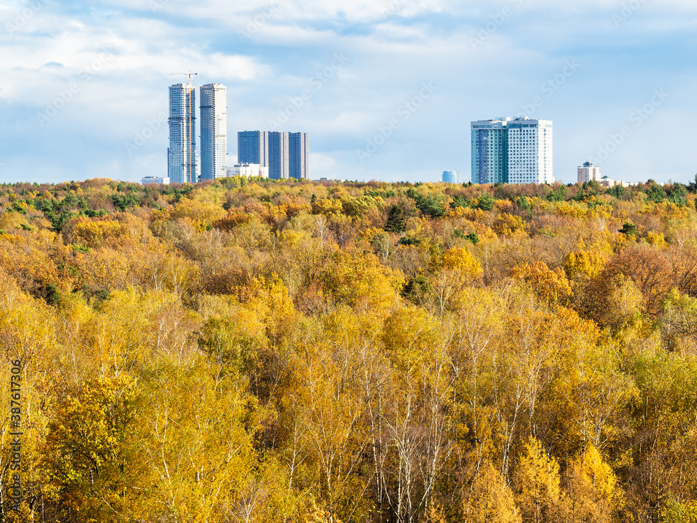 Obraz premium view of yellow forest and high-rise houses on horizon on sunny autumn day