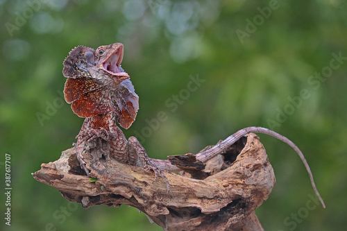 A frilled dragon (Chlamydosaurus kingii) is developing its neck to frighten other approaching animals.