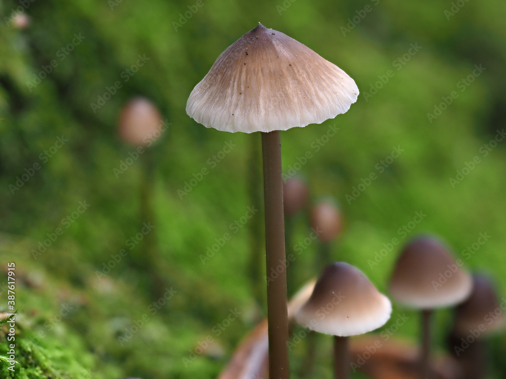 Close up of a pale brown bonnet mushroom set against a green mossy background Close up of a pale brown bonnet mushroom set against a green mossy background