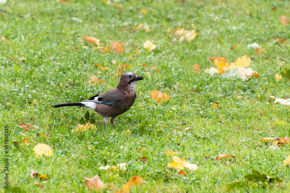 Eurasian jay in a green grass with autumn leaves Eurasian jay in a green grass with autumn leaves