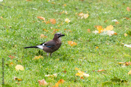 Eurasian jay in a green grass with autumn leaves