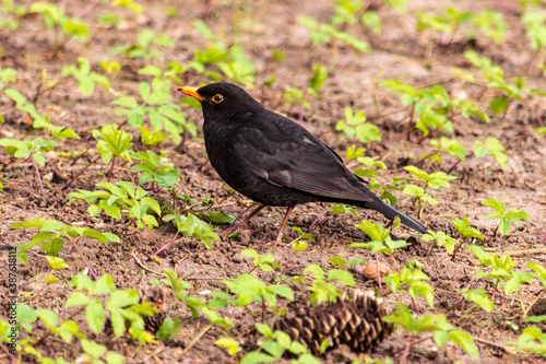 Forest thrush with a yellow beak looking for food. © Ieva