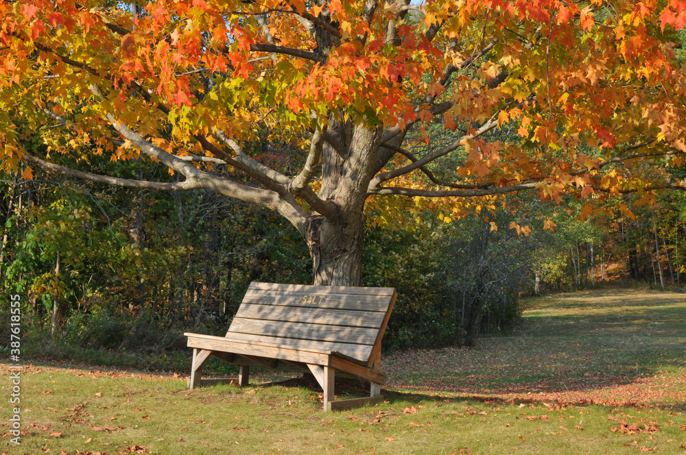 Bench and Maple Tree