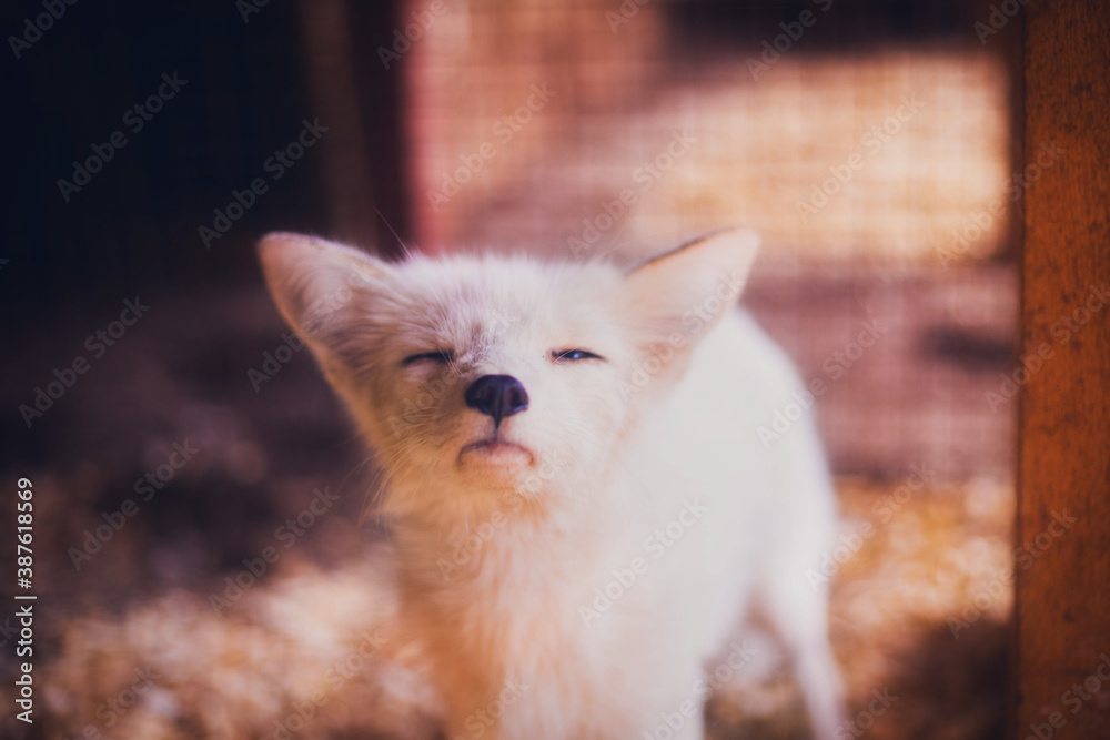 Beautiful white fox in shelter