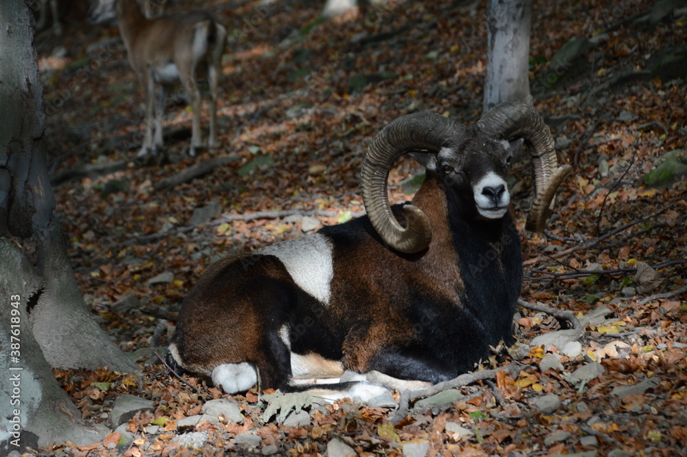 Naklejka premium Mouflon