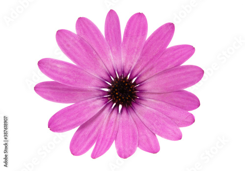 Osteospermum Daisy
