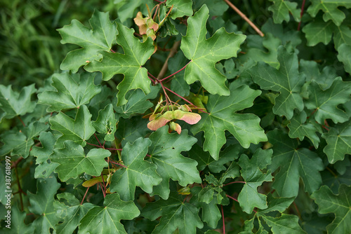 Acer campestre