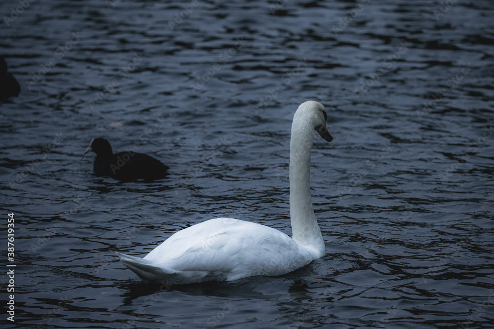 Fototapeta premium Picture of swan taken in UK park