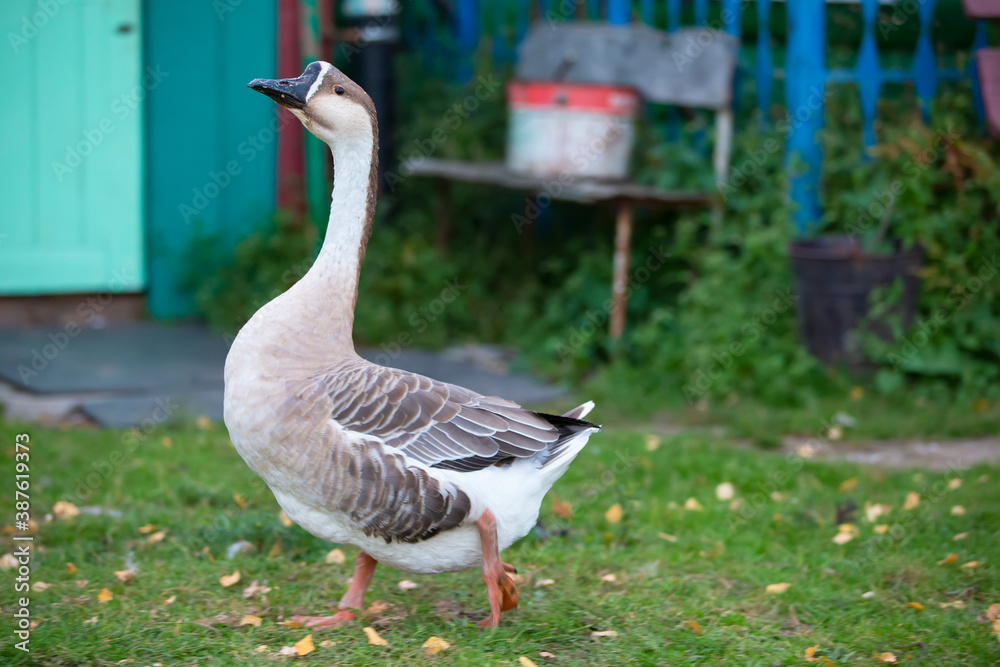 Obraz premium Beautiful goose walking on green grass