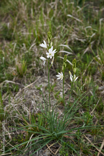 Anthericum liliago 