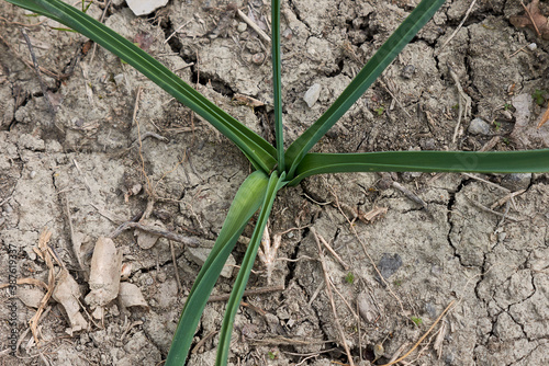 Anthericum liliago  photo