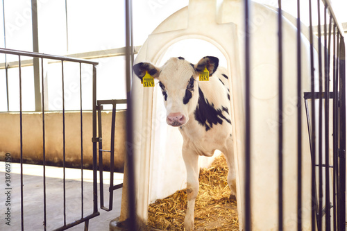 Calf with yellow ear tags looking at camera standing in barn on livestock farm in countryside photo