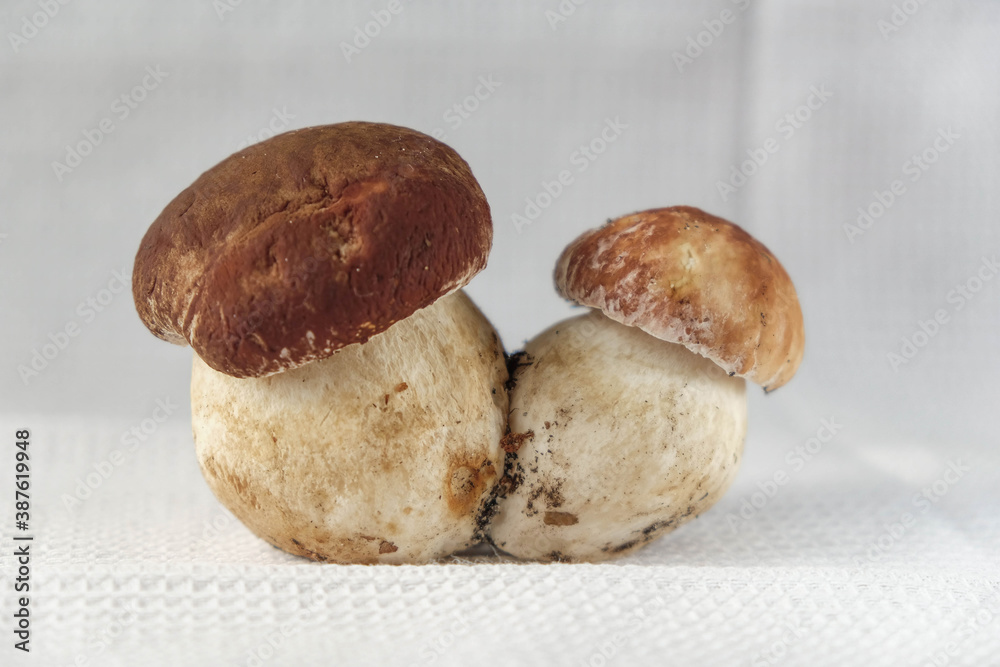 Boletus edulis (king bolete) isolated on a white waffle cotton towel. Copy space. Boletus edulis (king bolete) isolated on a white waffle cotton towel. Copy space.
