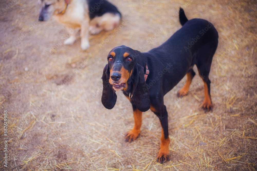Beautiful adult dog in full growth in nature Beautiful adult dog in full growth in nature