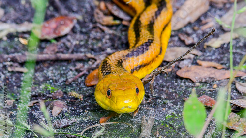 Yellow rat snake  photo