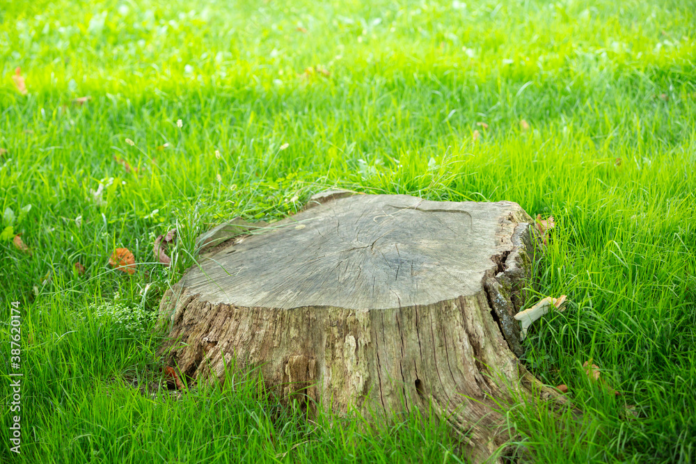 Close-up cut tree branch blurred background Close-up cut tree branch blurred background