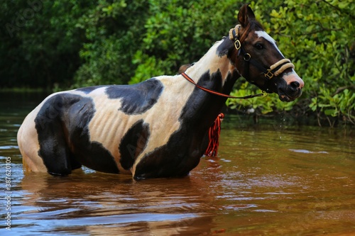 horse in the water