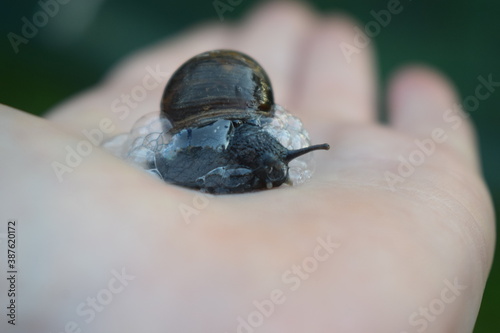 Green garden snail (Cantareus apertus) protecting itself with a wall of bubbles photo