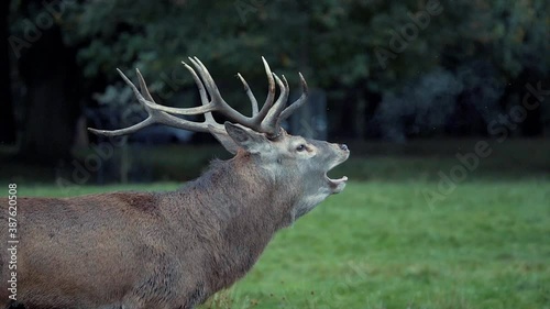 A Stag Red Deer in rutting season howling in slow motion