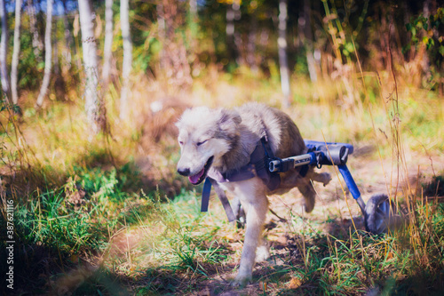 A dog in a wheelchair walks in the fall