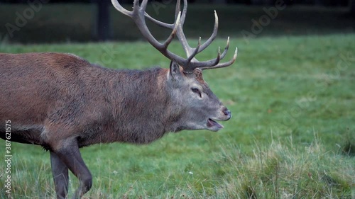 A Stag Red Deer in rutting season howling in slow motion