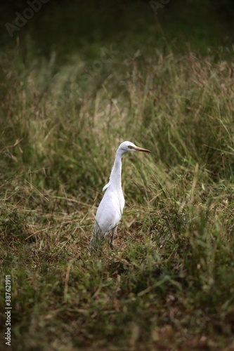 white heron in the grass