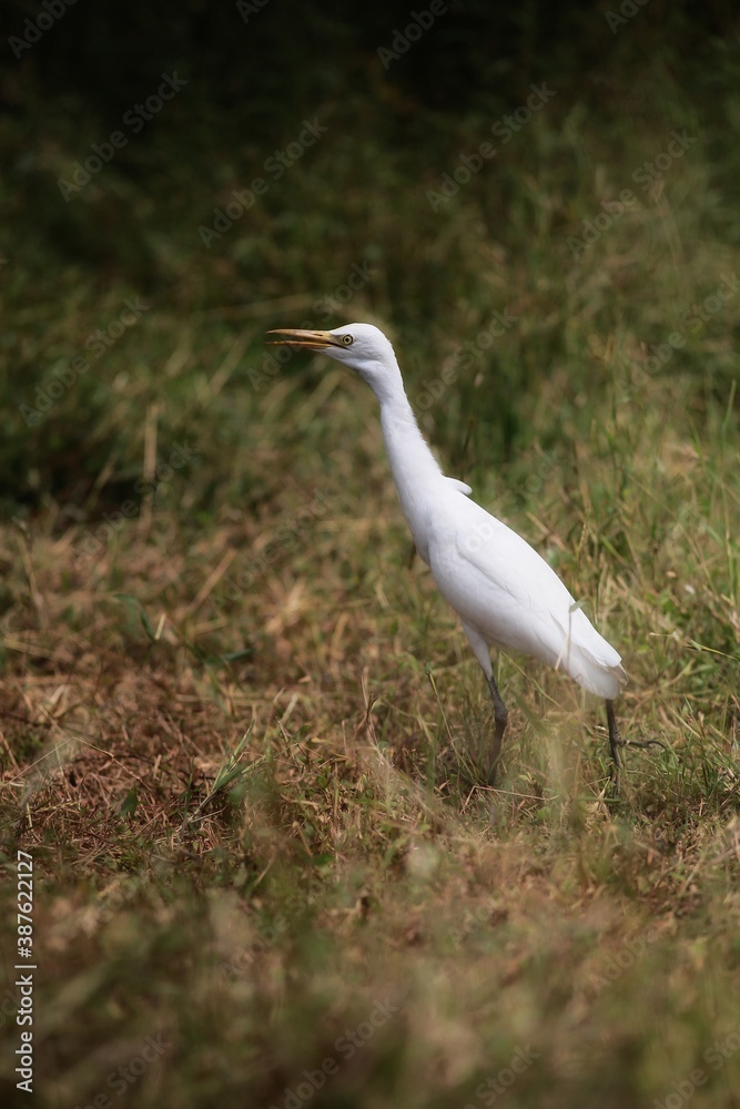 great white heron great white heron