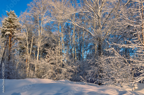 Fairytale of winter snow covered forest in sunlight - picturesque landscape