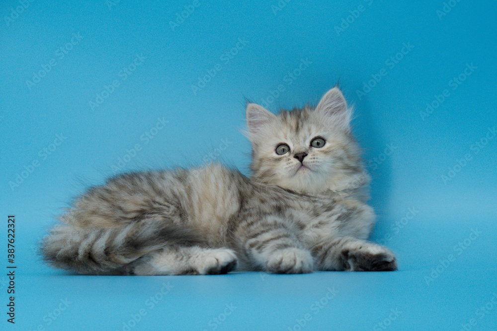 Kitten on a blue background