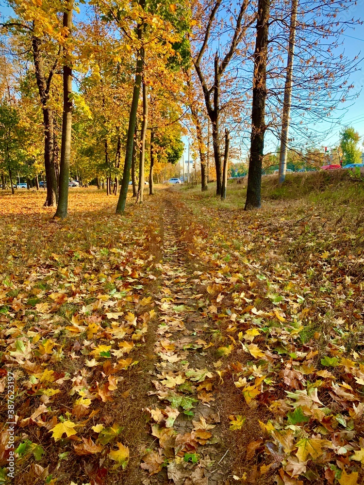 autumn in the park