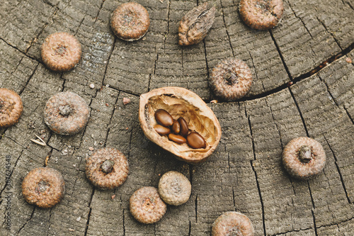 Natural wood background. Acacia seeds, walnut shells, caps of acorns on a stump.