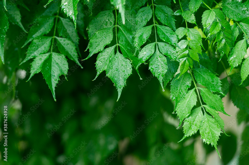 Green fresh background. Refreshing colors pattern. Green fresh background. Refreshing colors pattern.