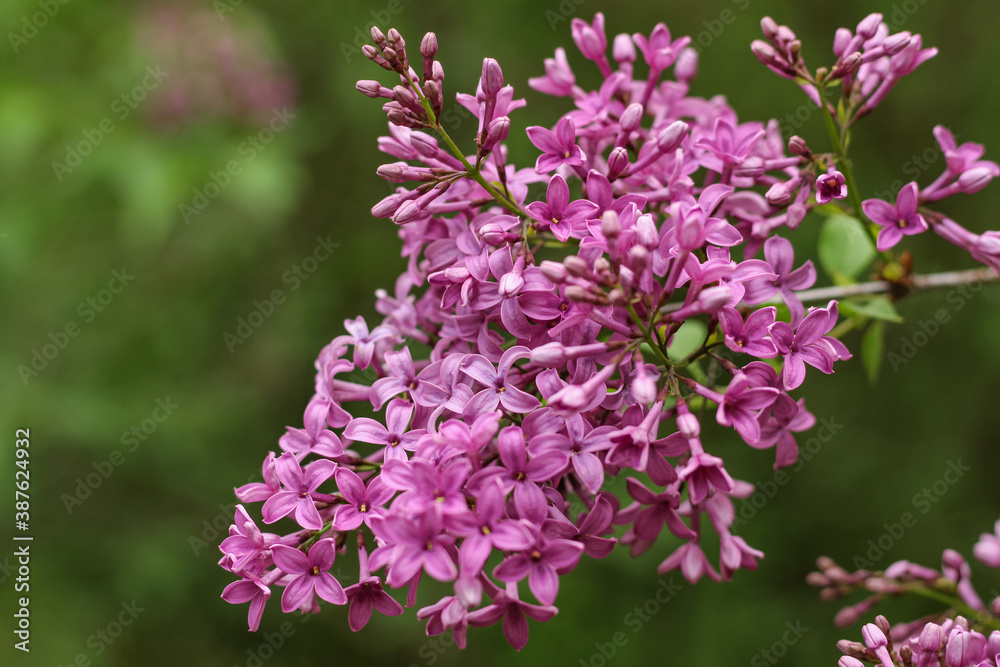 Flowering branch of lilac on a green background close-up.