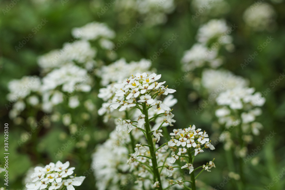 Grass with small white flowers on a green background. Grass with small white flowers on a green background.