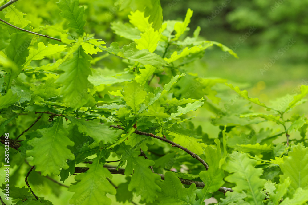 Natural green background. Oak branch with young green leaves. Natural green background. Oak branch with young green leaves.