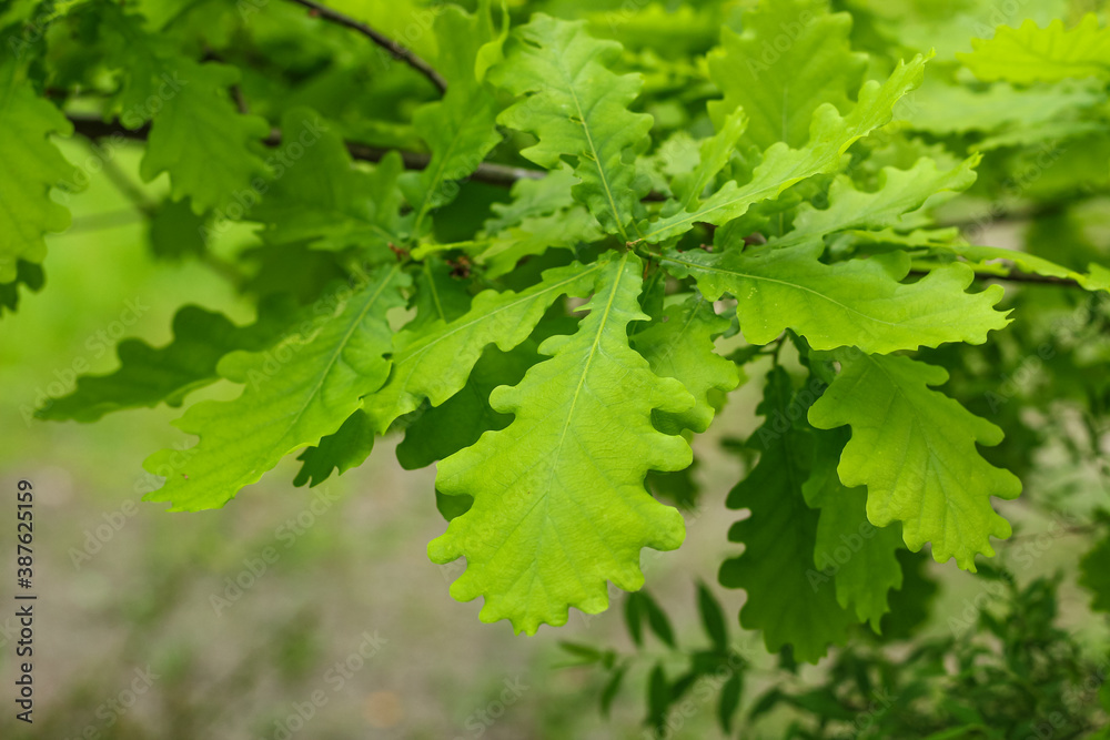 Natural green background. Oak branch with young green leaves. Natural green background. Oak branch with young green leaves.